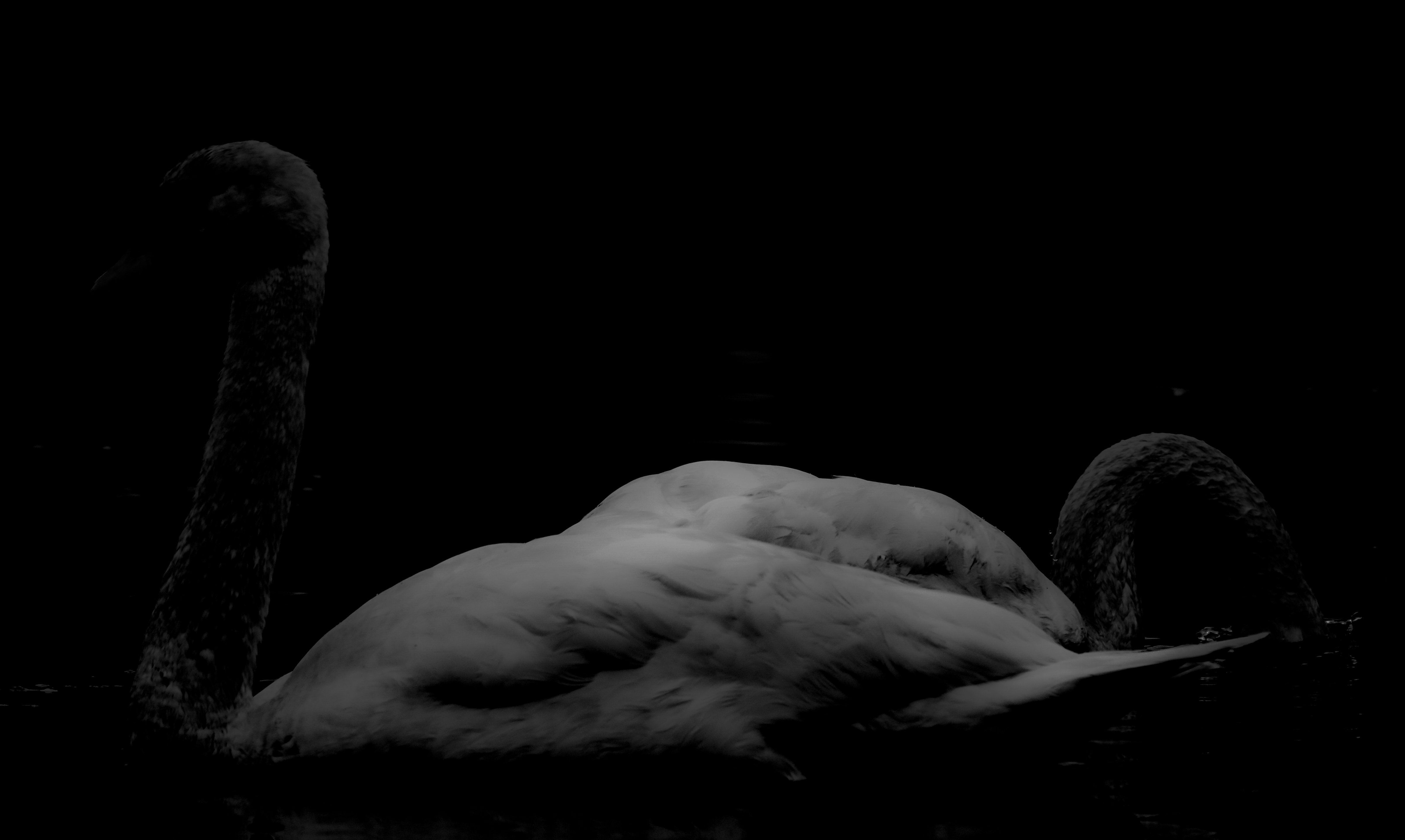 untitled (91 of 932).jpg